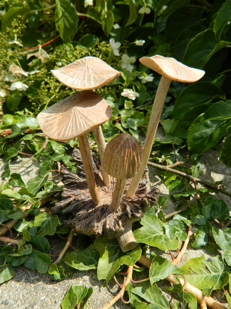 Wooden Mushrooms - Set of 6 Large Closed Cup and Flat